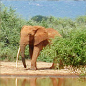 darwin