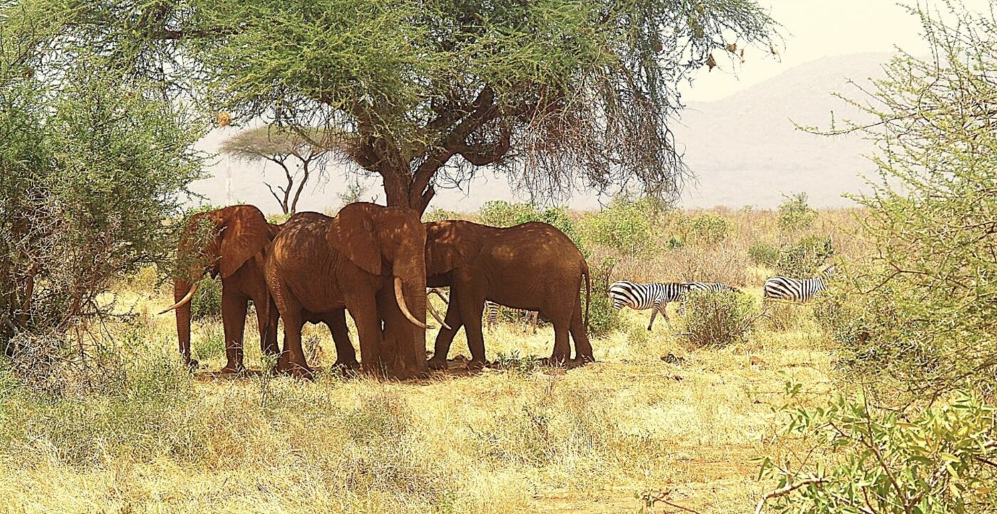 Tsavo elephants and zebra under an acacia tree